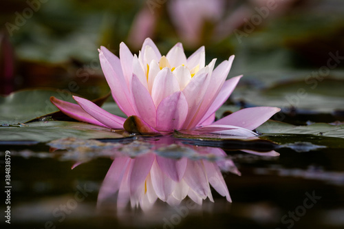 beautiful pink lotus flower in the lake  perfect water reflection  czech republic