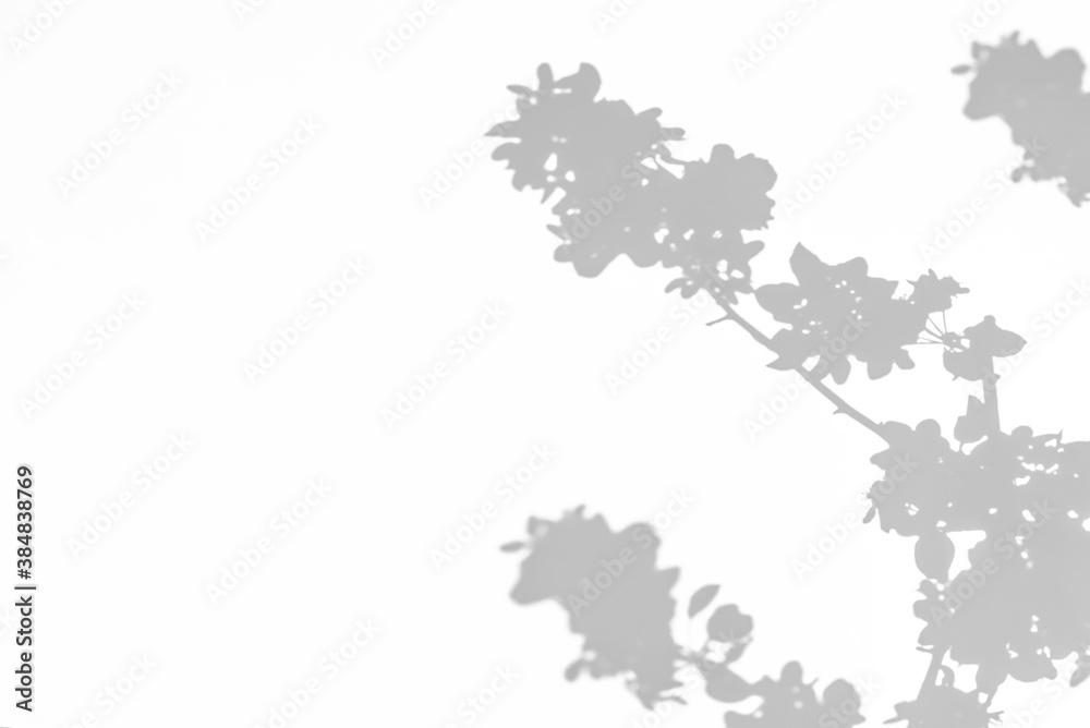 Gray shadow of a blossoming apple tree on a white wall. Abstract neutral concept of nature blurred background. Space for text. Overlay effect for photo.