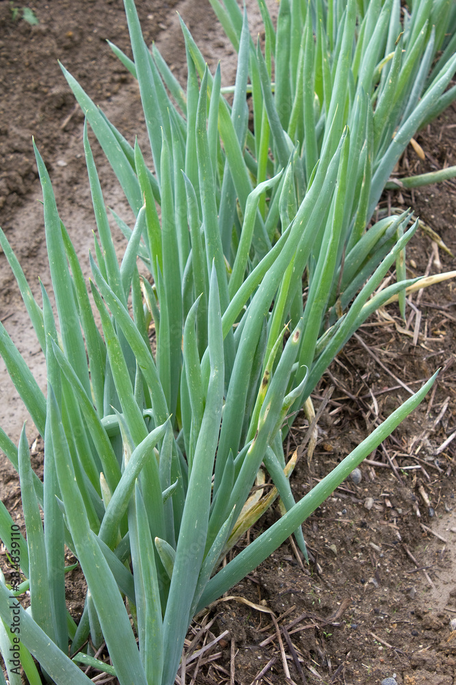 Fototapeta premium たまねぎの栽培
