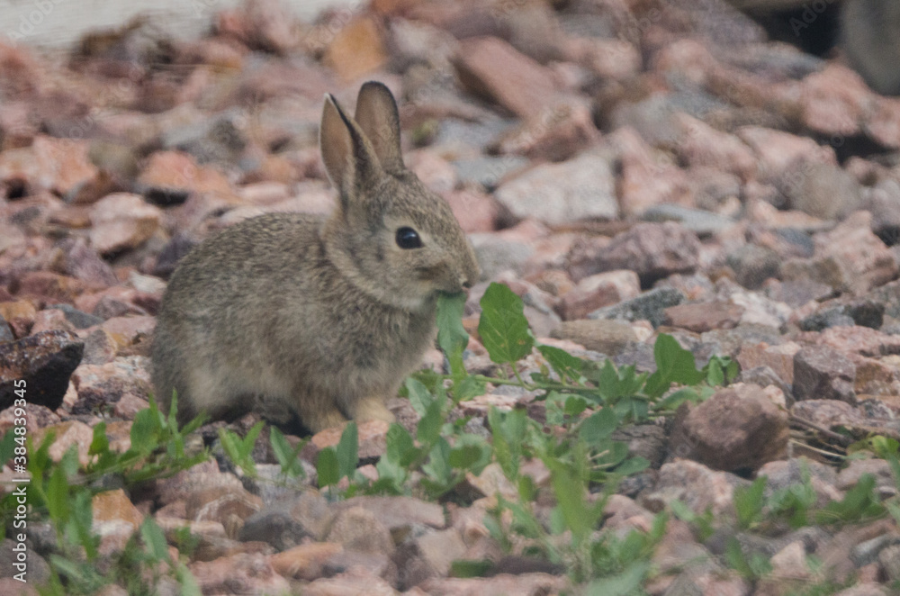 A tiny rabbit in the middle of eating weeds in a rocky yard. A tiny rabbit in the middle of eating weeds in a rocky yard.