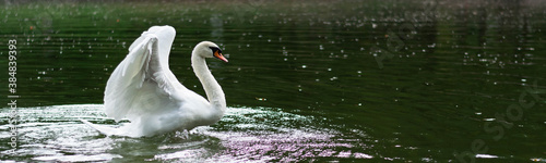 Fototapeta Naklejka Na Ścianę i Meble -  White swan opens its wings to fly