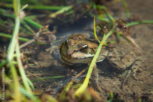 The marsh frog (lat. Pelophylax ridibundus)