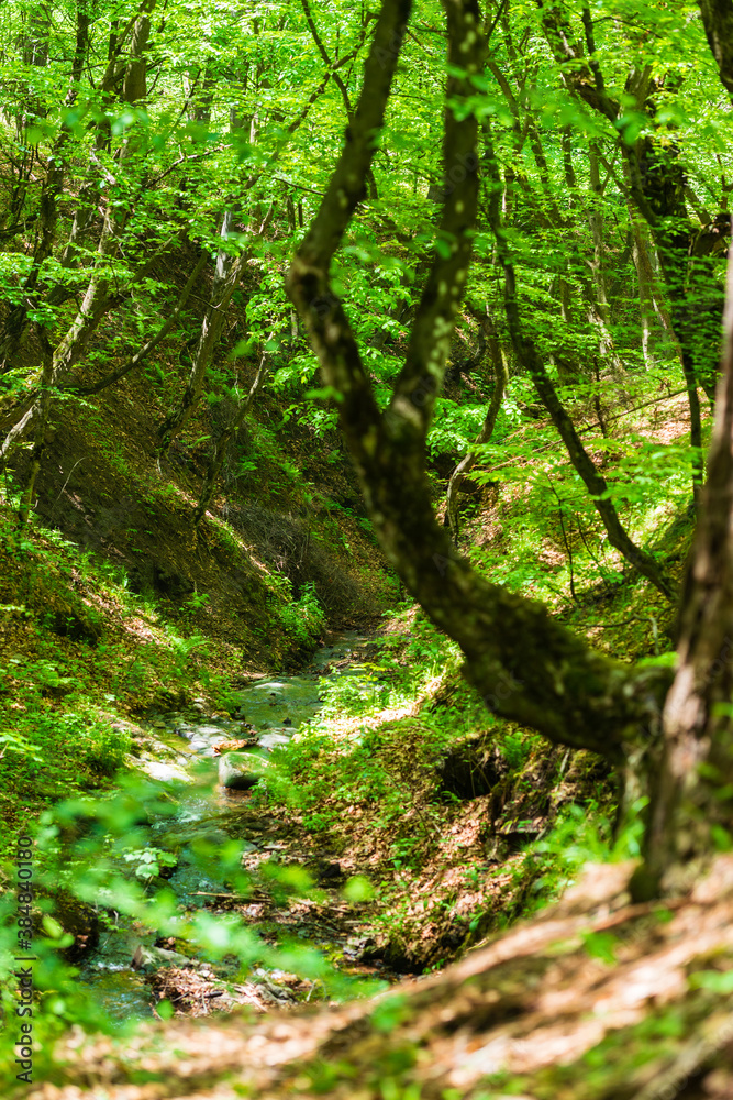 Obraz premium Forest landscape with river, Armenia