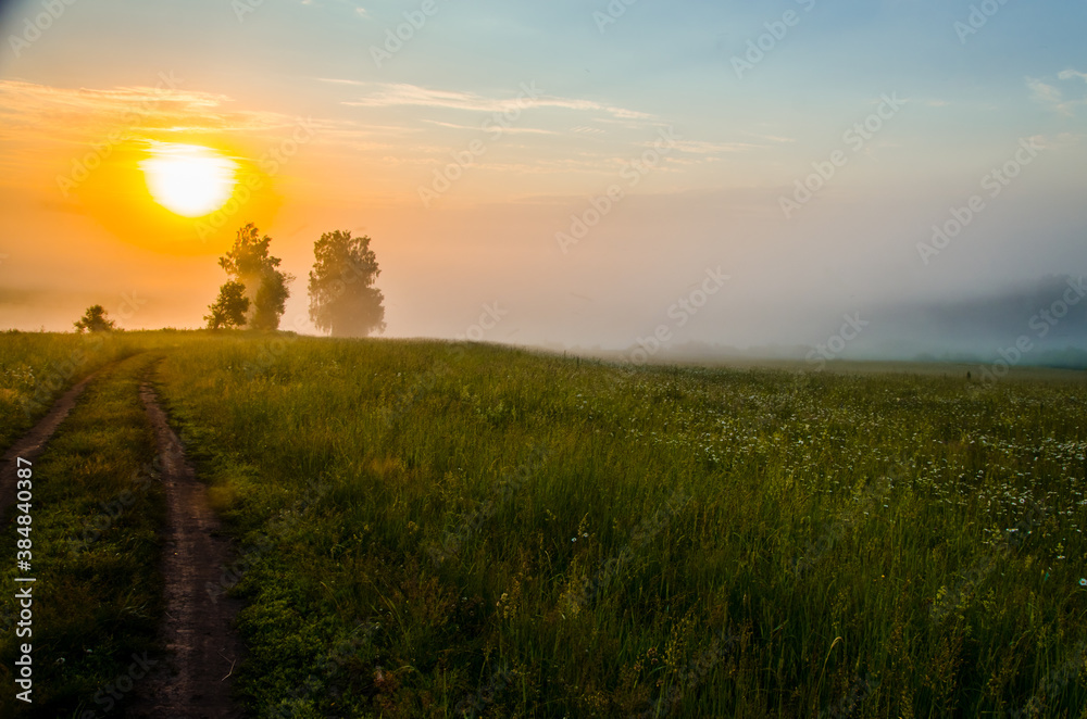 Fototapeta premium early morning. forest hiding in the fog. forest path