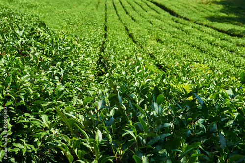 rows of tea plants on a plantation on a sunny day