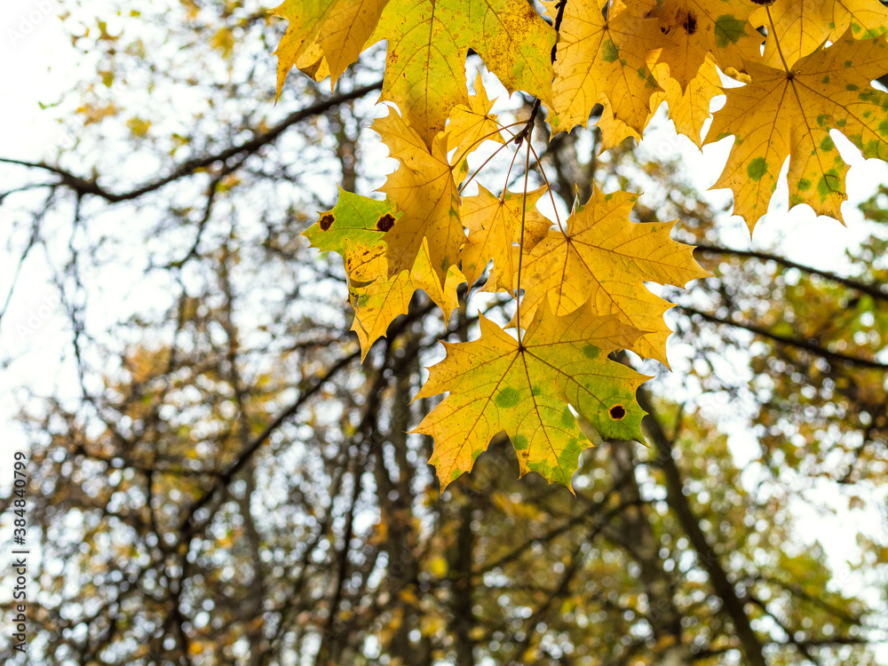 yellow maple foliage and blurred trees on background on autumn evening (focus on leaves on foreground) yellow maple foliage and blurred trees on background on autumn evening (focus on leaves on foreground)