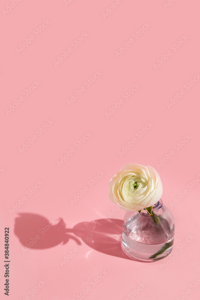 White flowers and ranunculus petals in glass vase on a pink background with hard light. Spring, summer, bloom.