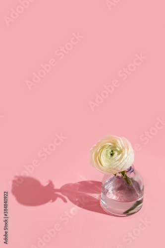 White flowers and ranunculus petals in glass vase on a pink background with hard light. Spring  summer  bloom.