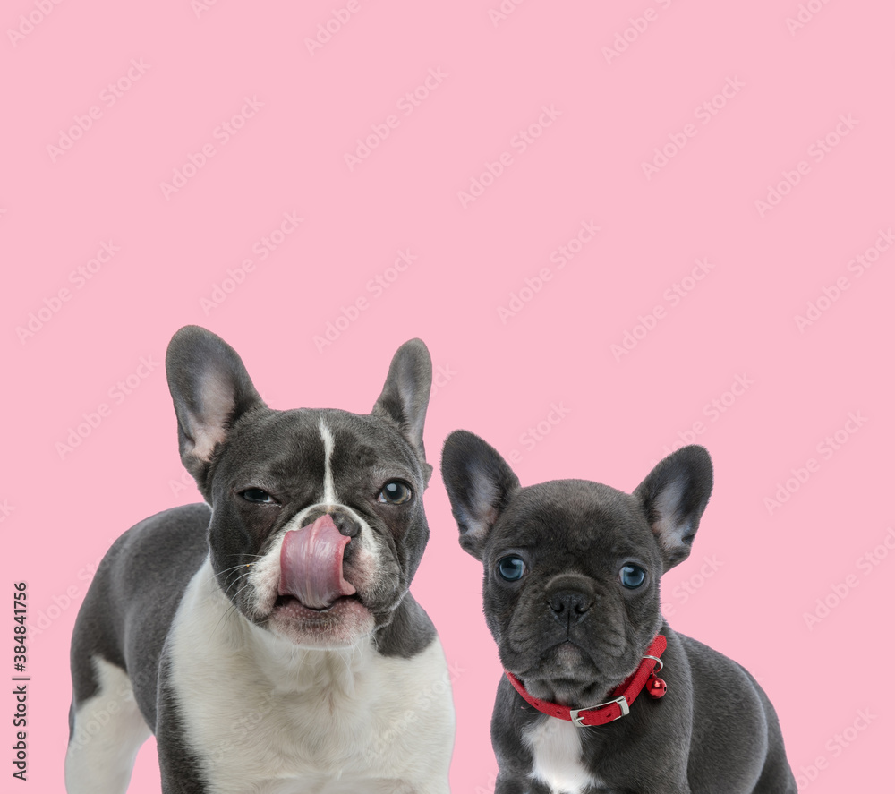 team of two french bulldogs licking nose on pink background