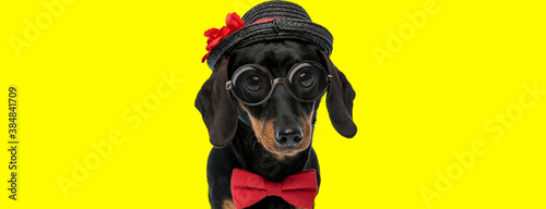 adorable teckel dachshund dog wearing bowtie, glasses and hat © Viorel Sima