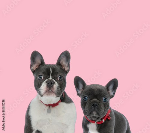 team of two french bulldogs on pink background © Viorel Sima