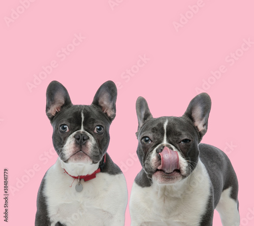 team of two french bulldogs licking nose
