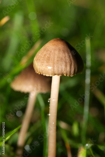 fungi in macro in close up