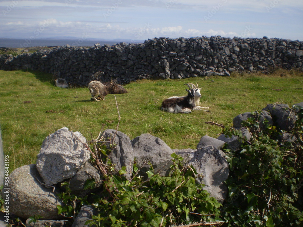 Obraz premium Irish landscape and goats resting on the grass