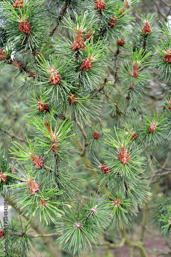 Flowering of Mugo pine  mountain   Pinus mugo Turra . Background
