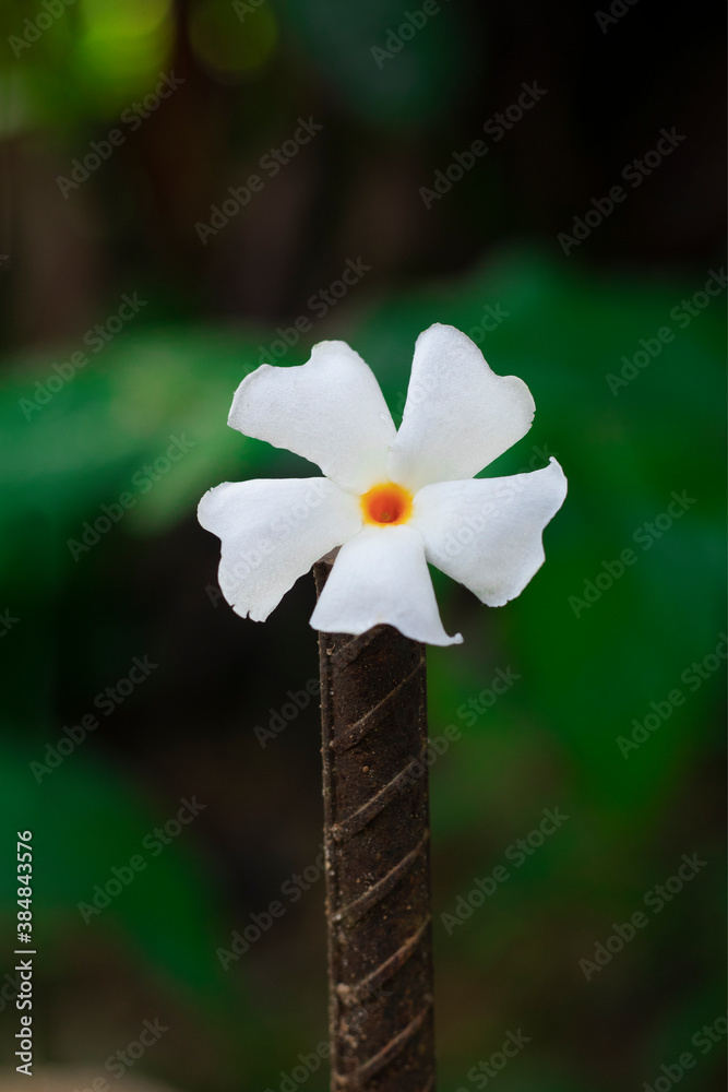 Shiuli flower top