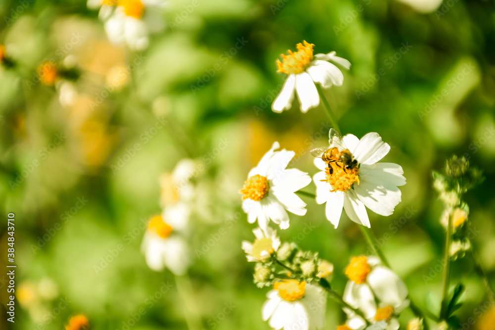 Bee and white flowers (coat buttons) in the garden. Cosmos flowers are blooming in spring season with little friend. 