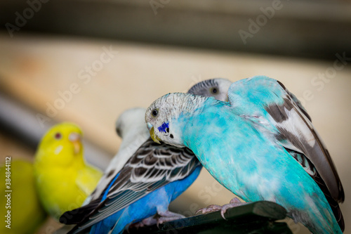 Pet Bird Parakeets