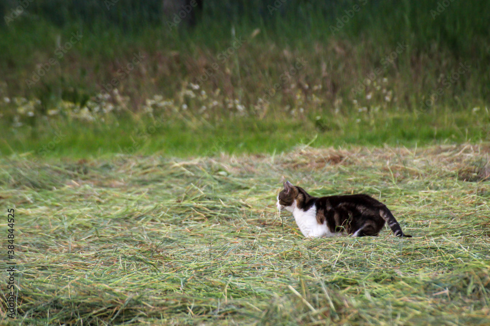 Eine Streunende Katze auf der Mäusejagd auf einer Wiese.