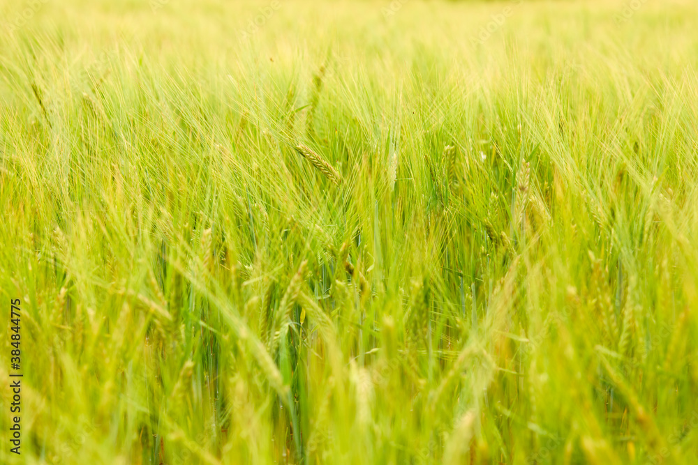 green wheat field on the farm field