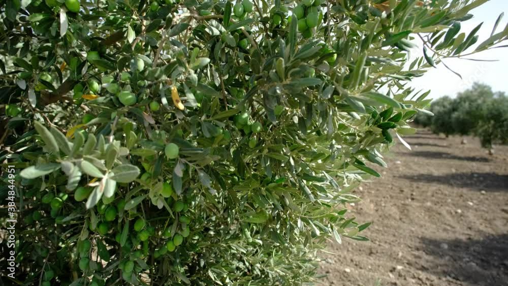 Green Olives Close-Up. Olive trees in the countryside in Chianti region. Tuscany, Italy Green Olives Close-Up. Olive trees in the countryside in Chianti region. Tuscany, Italy