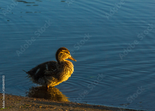 One ducklings walking coast at sunrise time