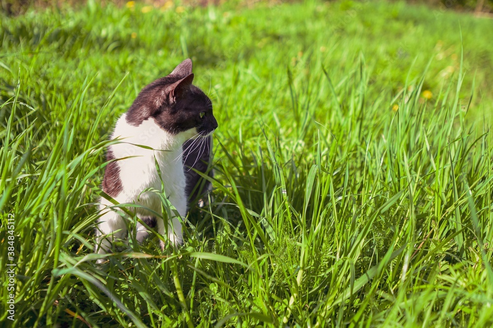 a black and white domestic cat walks in the garden in the green tall grass on a sunny summer day a black and white domestic cat walks in the garden in the green tall grass on a sunny summer day