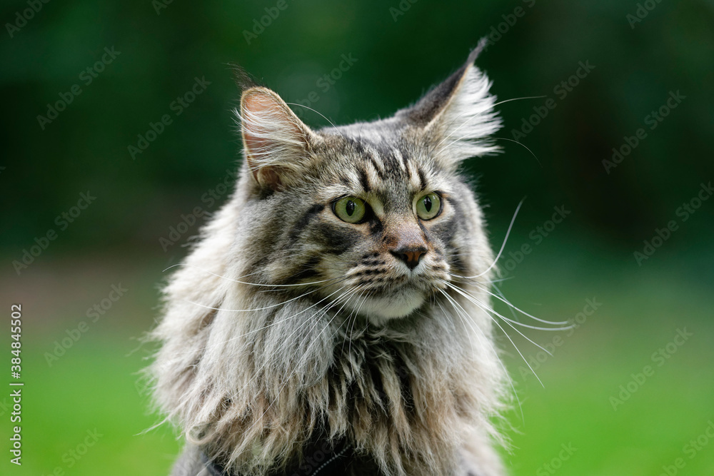 Fototapeta premium Maine Coon