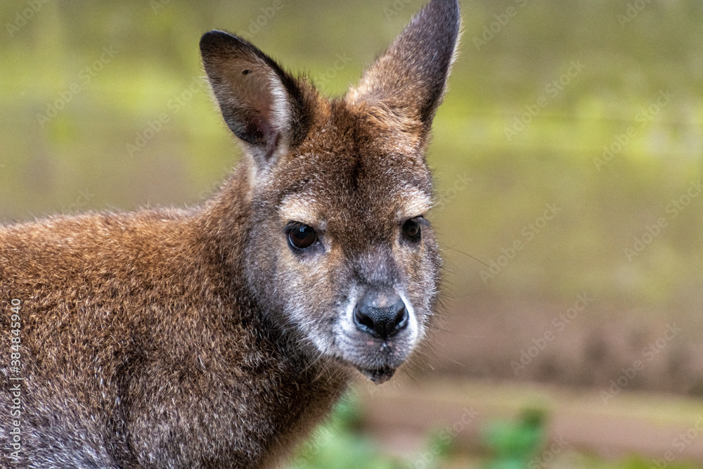 Close up of the head of a Bennett kangaroo