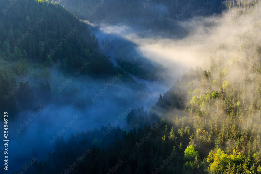 Morning fog in the mountains, pine forest in the valley near river.