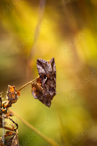 Eine Gammaeule Autographa gamma auf einer Pflanze. photo