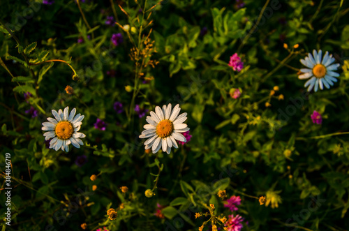 chamomile field in the morning fog