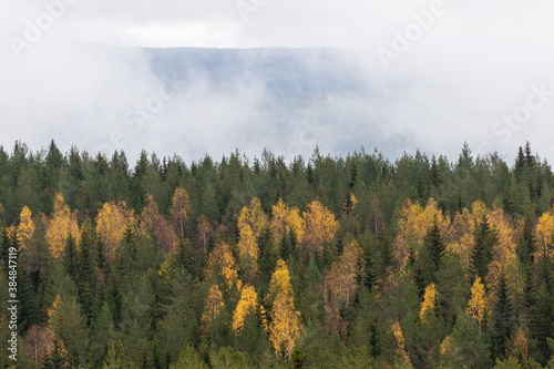 Treeline in autumn colors with a cloudy background