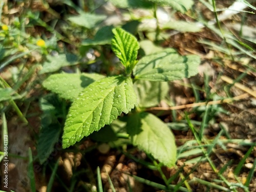 Wallpaper Mural leaves Torontodigital.ca