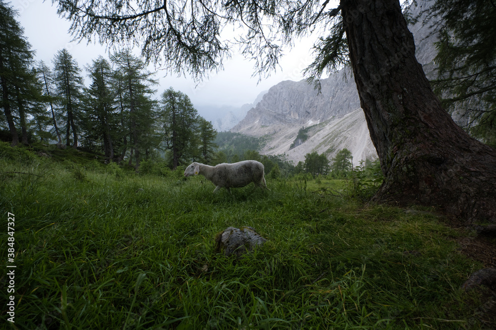 mountain in Germany with a sheep in a foreground and alp mountains landscape in a background mountain in Germany with a sheep in a foreground and alp mountains landscape in a background