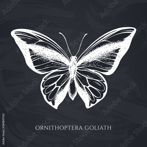 Vector set of hand drawn chalk swallowtail butterfly