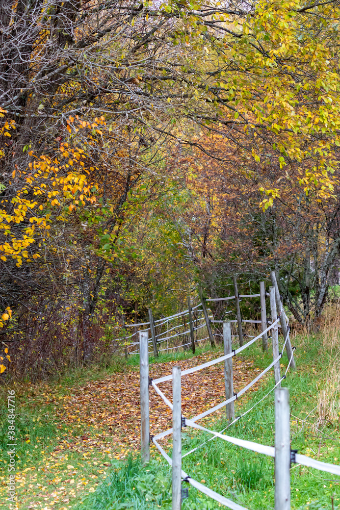 A path surrounded by autumn colors A path surrounded by autumn colors