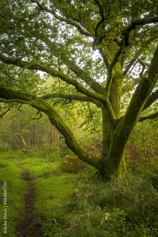 Naklejka premium Wood Path, Parkhill Wood, Lochwinnoch, Renfrewshire, Scotland,UK