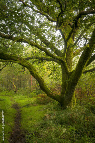 Fototapeta Naklejka Na Ścianę i Meble -  Wood Path, Parkhill Wood, Lochwinnoch, Renfrewshire, Scotland,UK