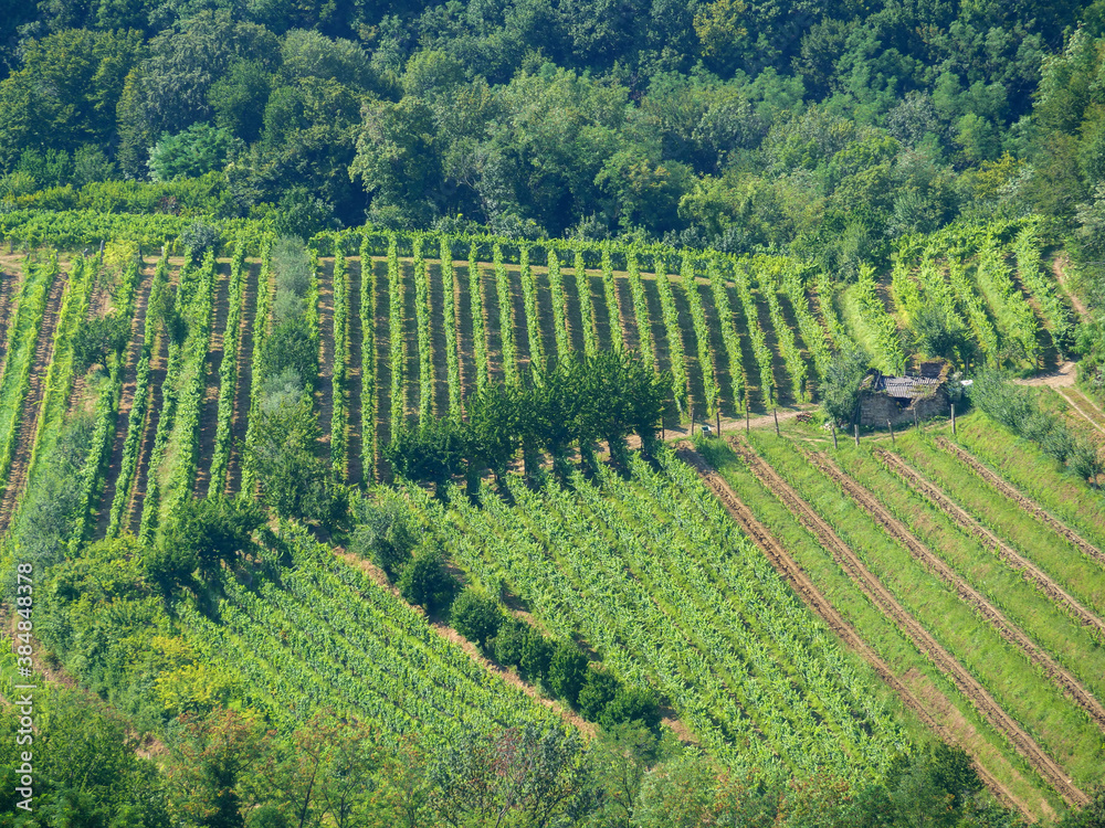 Aerial view on green grapevines in Italy