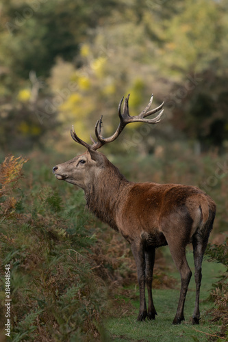 Large red stag deer staying alert in the bracken © Mike