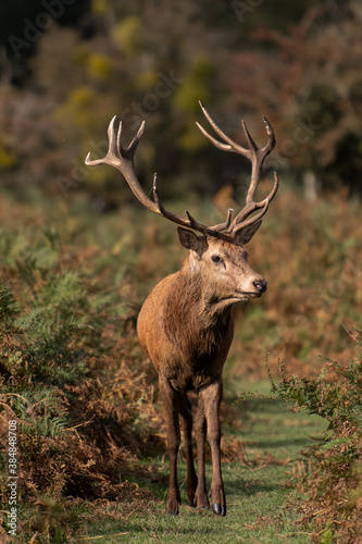 Large red stag deer staying alert in the bracken