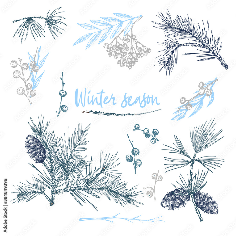 Φωτογραφία Set of twigs, berries, and leaves of plant isolated on white background