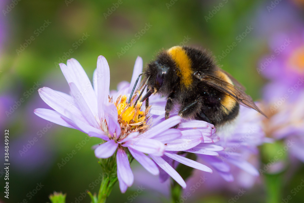 Bumblebee sp. (lat. Bombus) and Symphyotrichum Novi-Belgii. Bumblebee sp. (lat. Bombus) and Symphyotrichum Novi-Belgii.