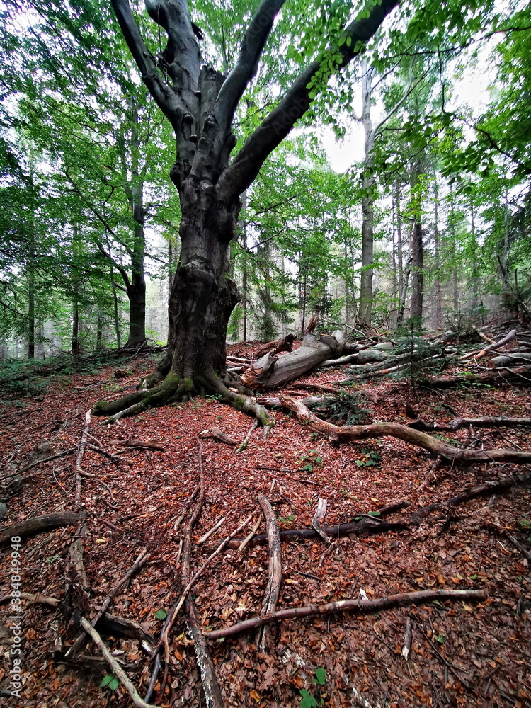 Fototapeta premium Old big tree in the autumn forest.