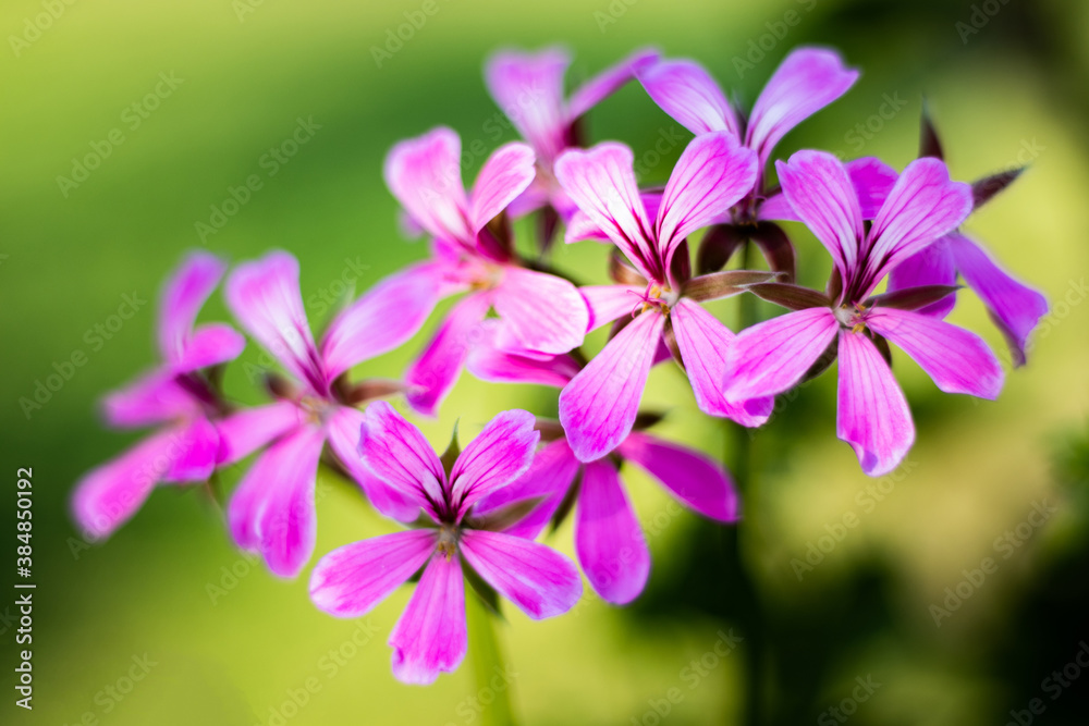purple flowers purple flowers
