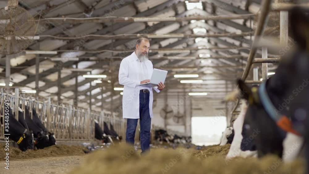 Tracking wide shot side view of middle aged vet in white coat standing in cowshed, examining dairy cows eating in stalls and making notes on laptop in slow motion Tracking wide shot side view of middle aged vet in white coat standing in cowshed, examining dairy cows eating in stalls and making notes on laptop in slow motion