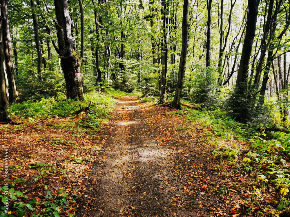 Obraz premium Colorful leaves in the autumn forest.