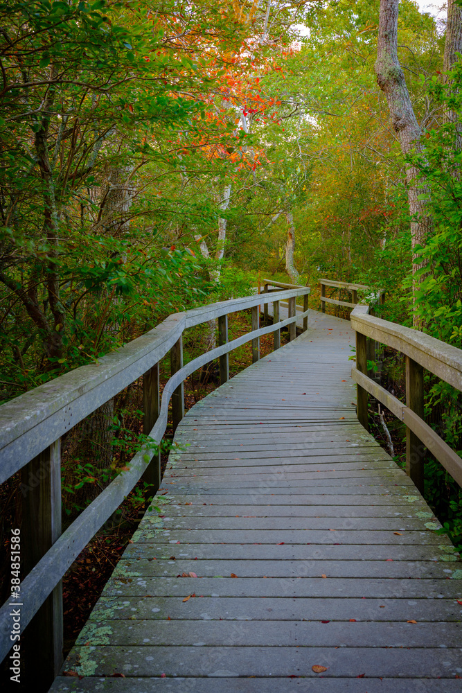 Curved boardwalk over the swamp at Beach Forest Park in Provincetown in Massachusetts Curved boardwalk over the swamp at Beach Forest Park in Provincetown in Massachusetts