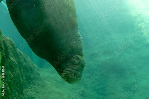 Huge walrus swimming n the water